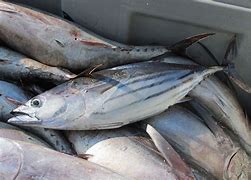 Apakah Ikan Tongkol Ikan Tuna